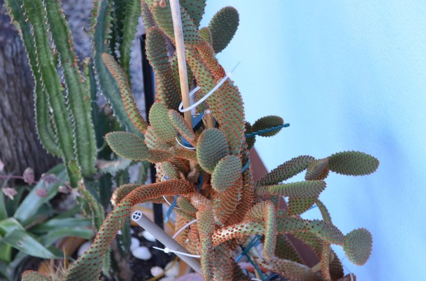  - suculente si cactusi