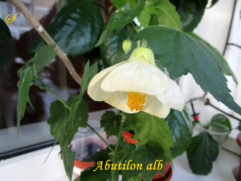 Abutilon alb(9-02-2020) - Abutiloni 2020