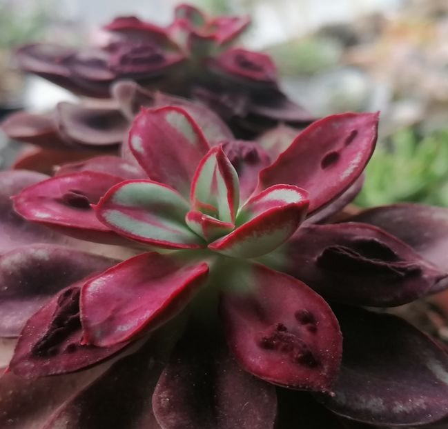 E. nodulosa "Maruba Benitsukasa" - Echeveria