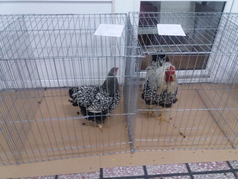  - Expoziție de păsări de ornament porumbei și găini Cetate Deva HD 2020