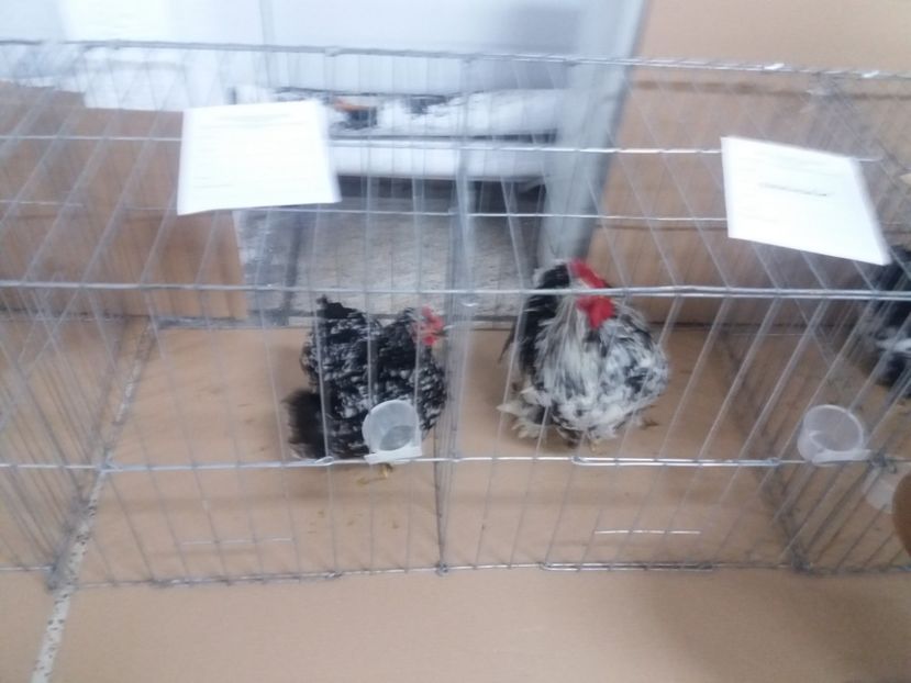  - Expoziție de păsări de ornament porumbei și găini Cetate Deva HD 2020