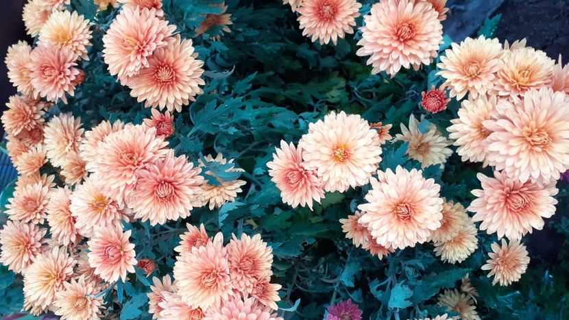 IMG-20200209-WA0026 - Toamna 2019