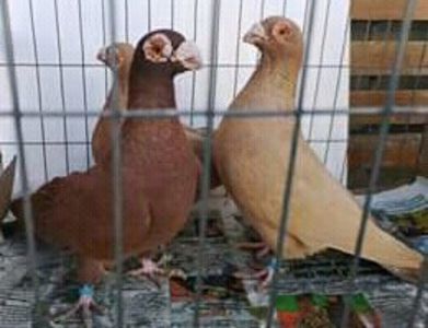 Alexandra din Bistrita - CARUNCULATII  AUTOHTONI