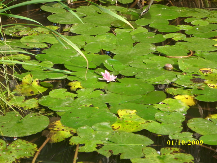 roma 2009 487 - Gradina botanica din Roma