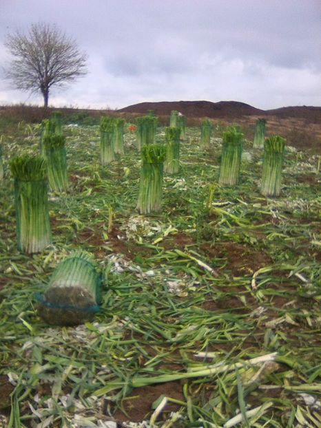 Photo0106 - legumicultura --ocupatia mea