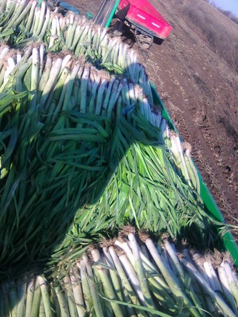 Photo0115 - legumicultura --ocupatia mea