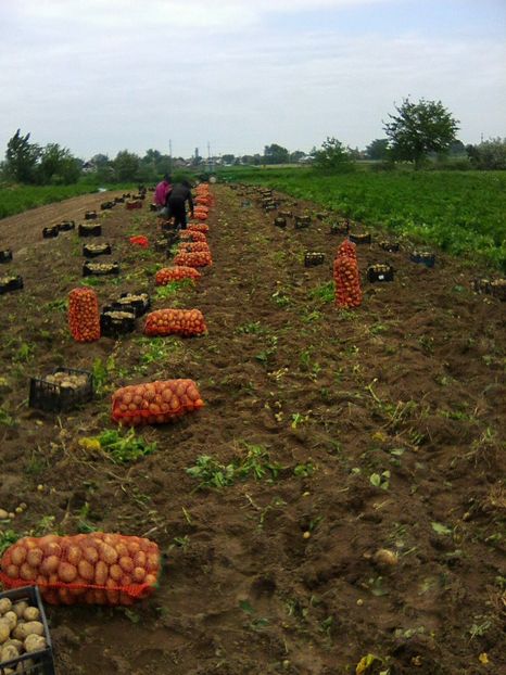 Photo0003 - legumicultura --ocupatia mea