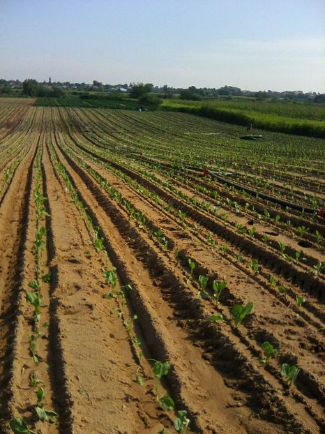 Photo0052 - legumicultura --ocupatia mea