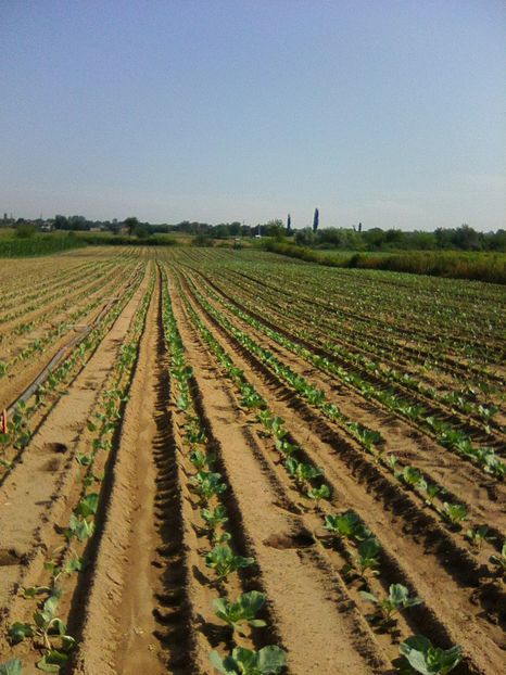 Photo0054 - legumicultura --ocupatia mea