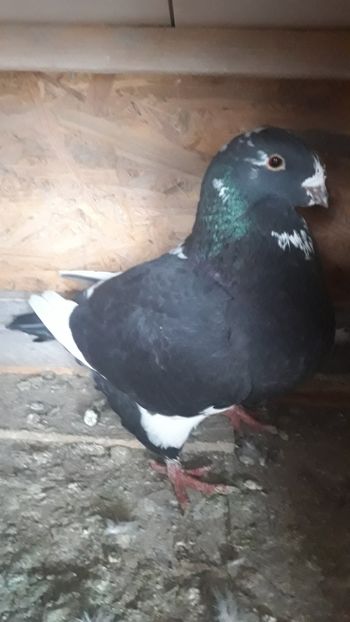  - Porumbei americani