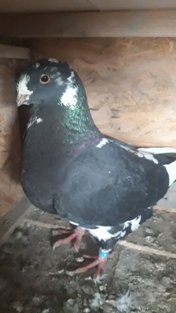  - Porumbei americani