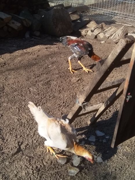  - Noi achiziții combatant malaiezian