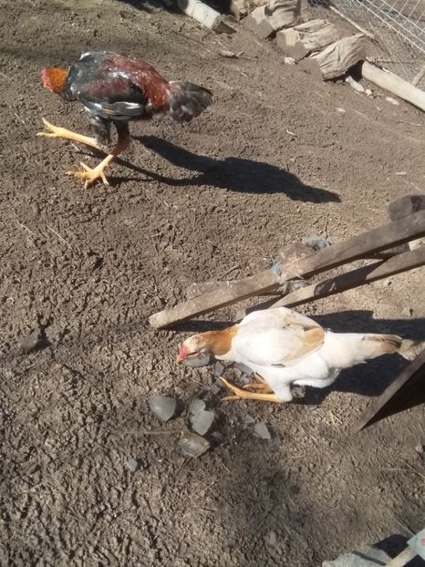  - Noi achiziții combatant malaiezian