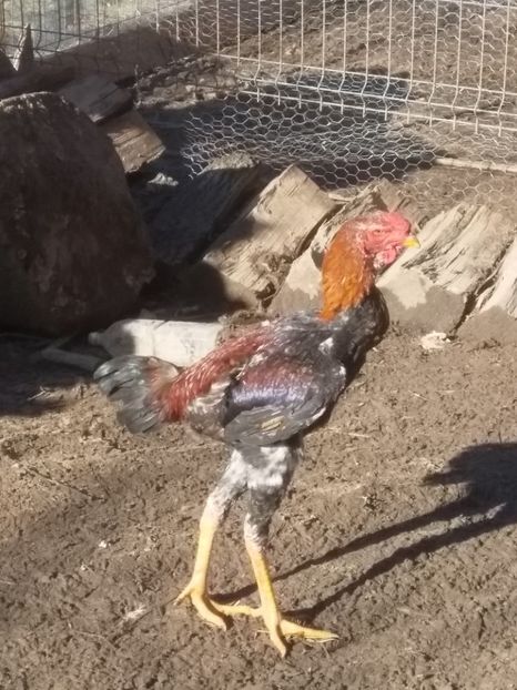  - Noi achiziții combatant malaiezian