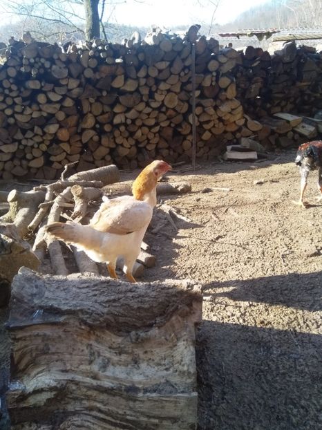  - Noi achiziții combatant malaiezian