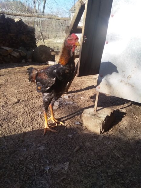  - Noi achiziții combatant malaiezian