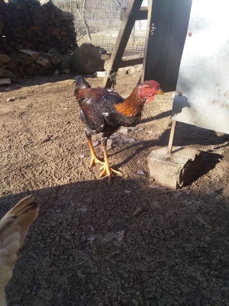  - Noi achiziții combatant malaiezian