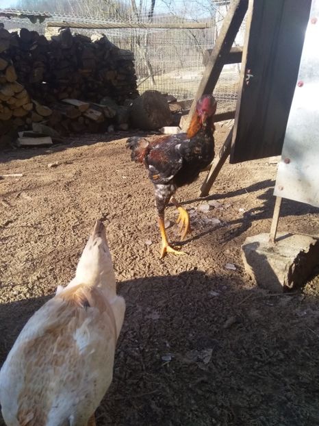  - Noi achiziții combatant malaiezian