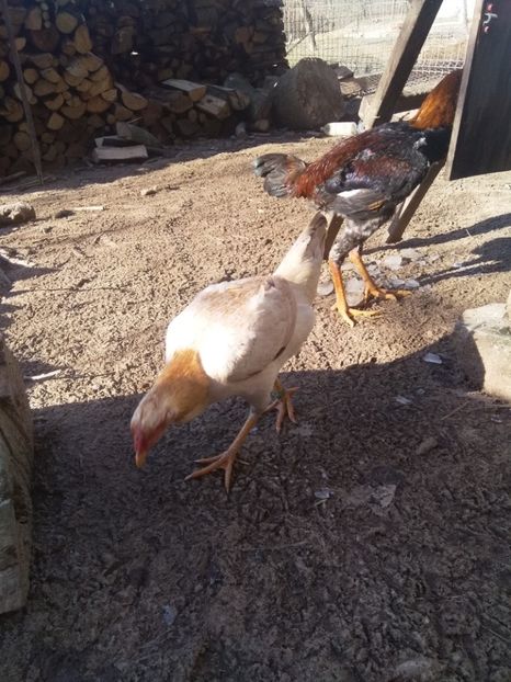  - Noi achiziții combatant malaiezian