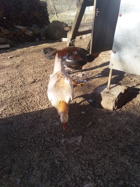  - Noi achiziții combatant malaiezian