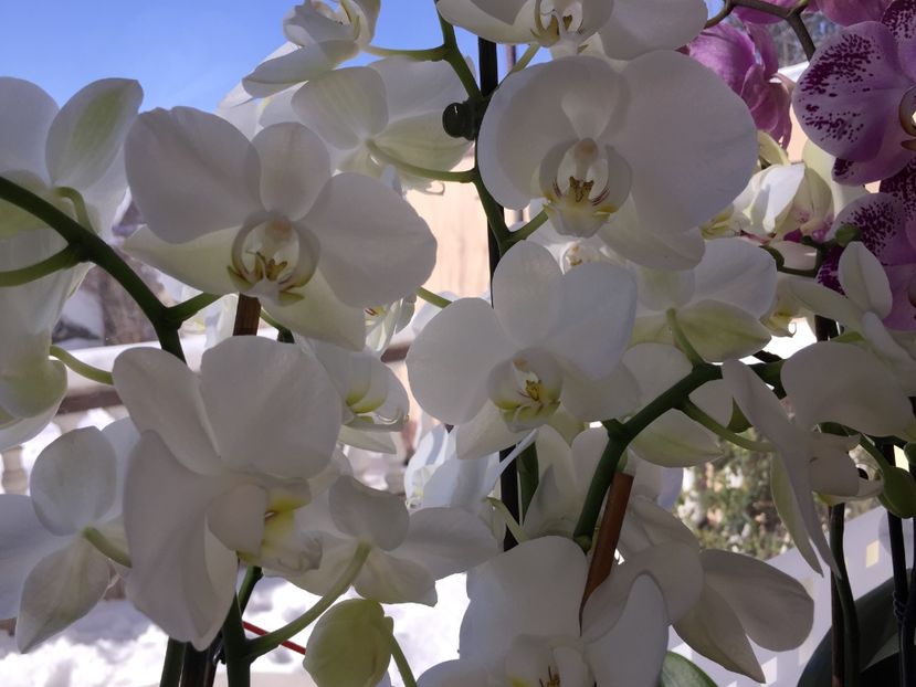 1902651D-618B-486A-9F27-E00A50AAEC45 - Orhidee 2020