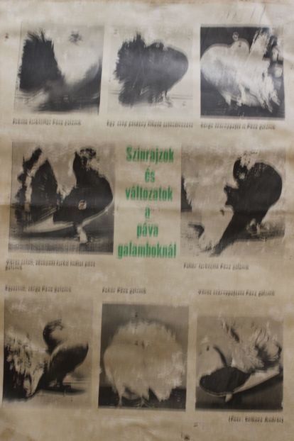  - CARTI REVISTE DESPRE PORUMBEI