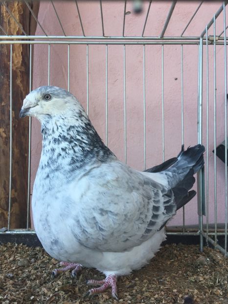 F2016 - Achiziții pentru 2020