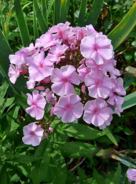  - Phlox - brumarele