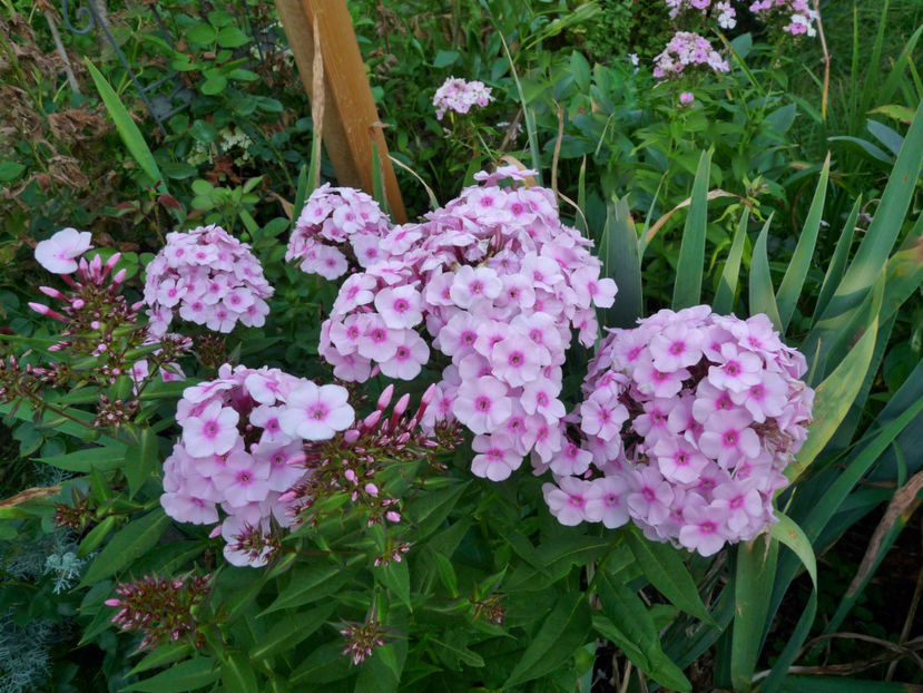  - Phlox - brumarele