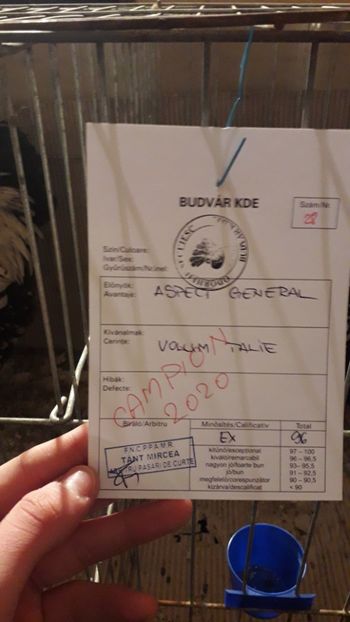  - expo-odorheiu secuiesc 2020