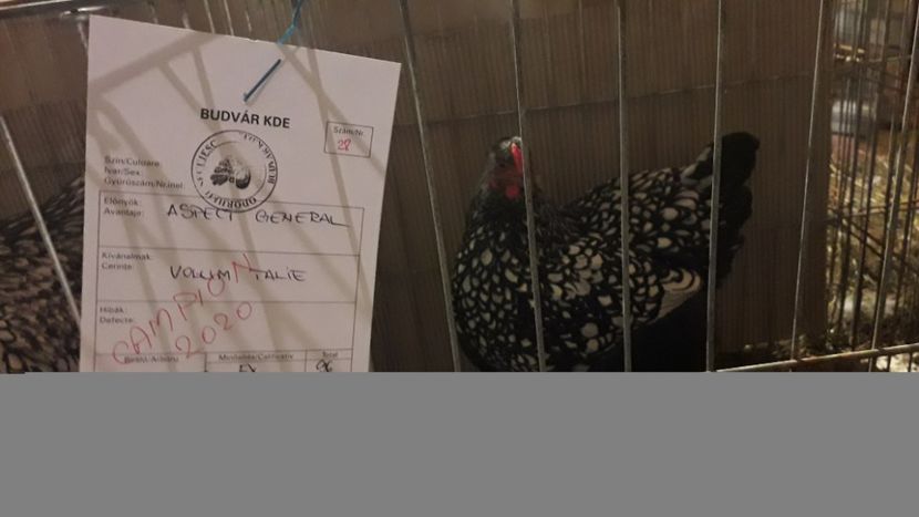  - expo-odorheiu secuiesc 2020