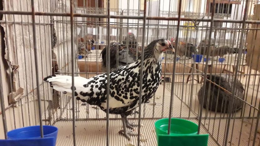  - expo-odorheiu secuiesc 2020