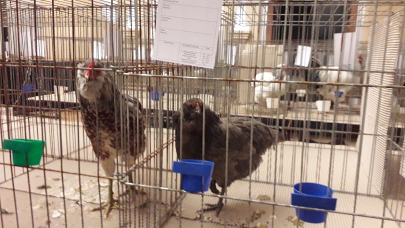  - expo-odorheiu secuiesc 2020