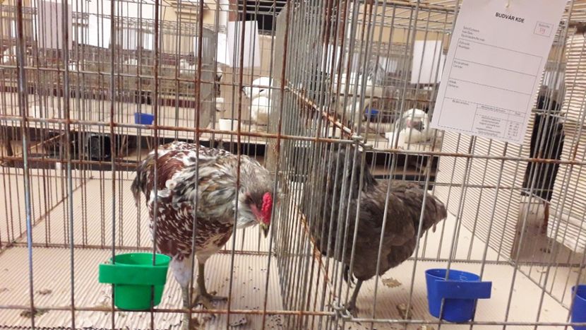  - expo-odorheiu secuiesc 2020