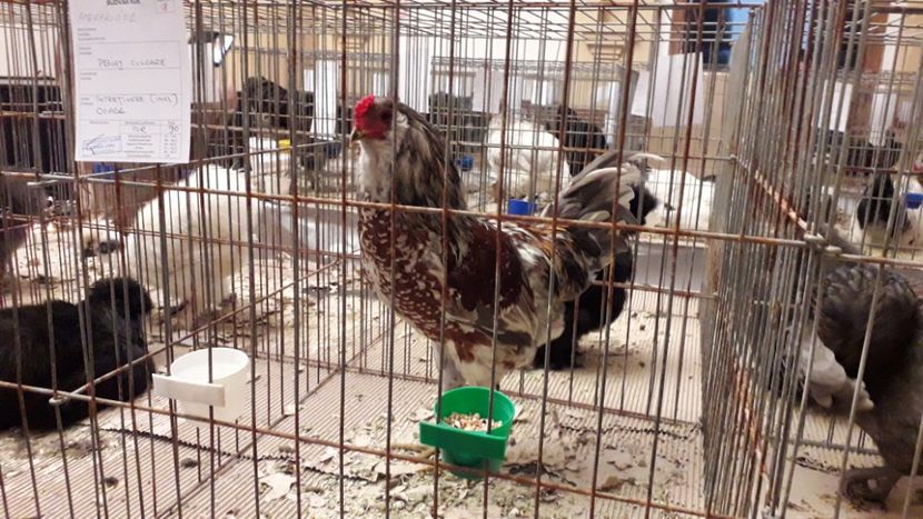  - expo-odorheiu secuiesc 2020