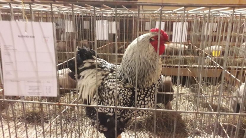  - expo-odorheiu secuiesc 2020