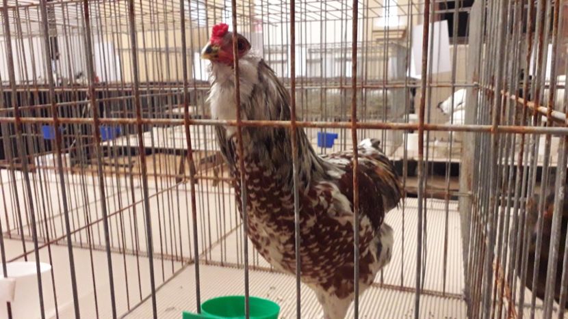  - expo-odorheiu secuiesc 2020