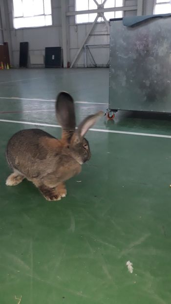  - CAMPIOANA MEA DE ANU ACESTA DE LA CONSTAMTA