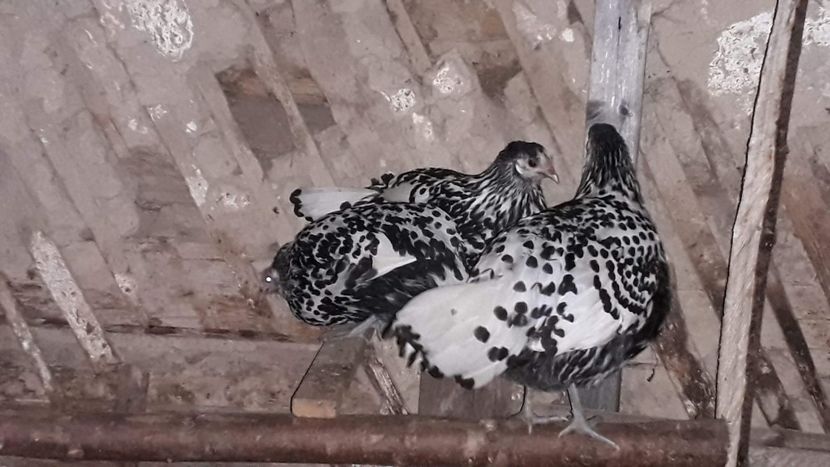 received_438587060204855 - Găini 2019-20