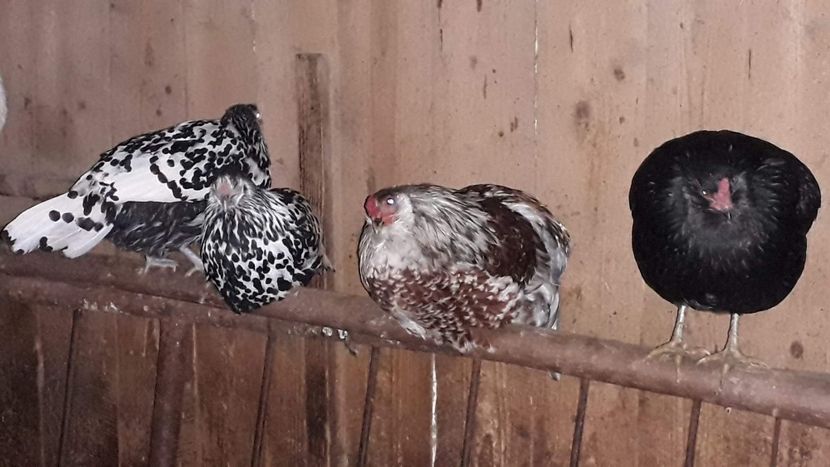 received_645337429568055 - Găini 2019-20