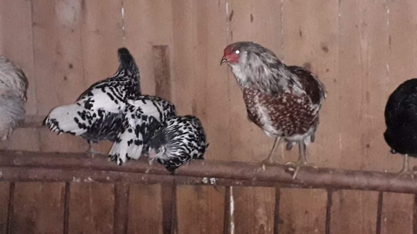 received_2449692051947307 - Găini 2019-20