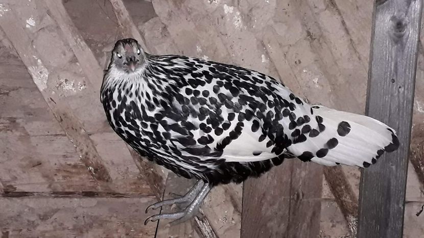 received_620104638799045 - Găini 2019-20