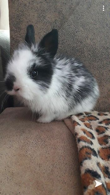 Screenshot_20200209-203356_Snapchat - iepurile 2012---2020