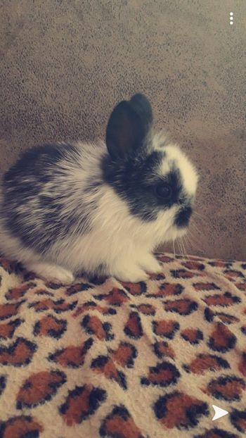 Screenshot_20200209-203400_Snapchat - iepurile 2012---2020