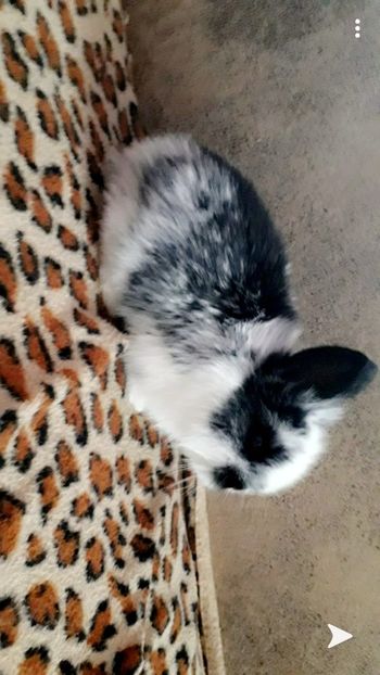 Screenshot_20200209-203405_Snapchat - iepurile 2012---2020