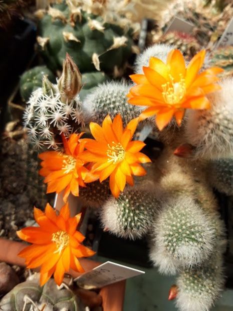  - Cactusi 2019