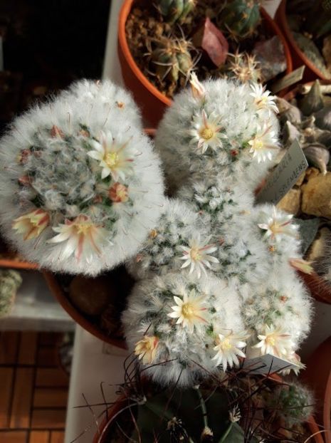  - Cactusi 2019