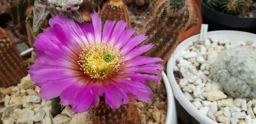  - Cactusi 2019