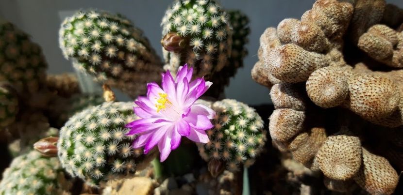 - Cactusi 2019