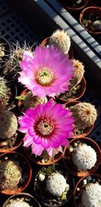  - Cactusi 2019